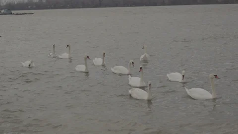 Swans swim in the river Stock Footage 102471321