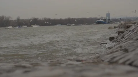 Swans swim in the river Stock Footage 102473340