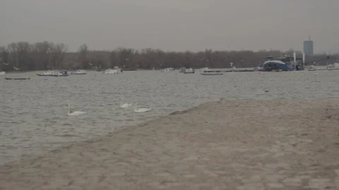 Swans swim in the river Stock Footage 102476540