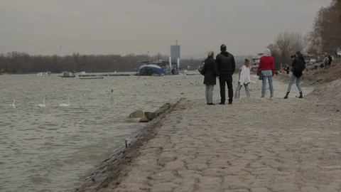 Swans swim in the river Stock Footage 102476648