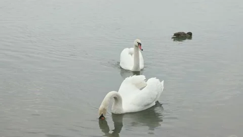 Swans swim in the river Stock Footage 238564735