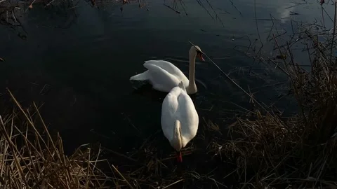 Swans swim in the river in the setting sun Stock Footage 152994112