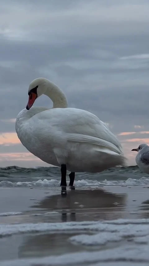 Swans swimming in the beach Stock Footage 327606072