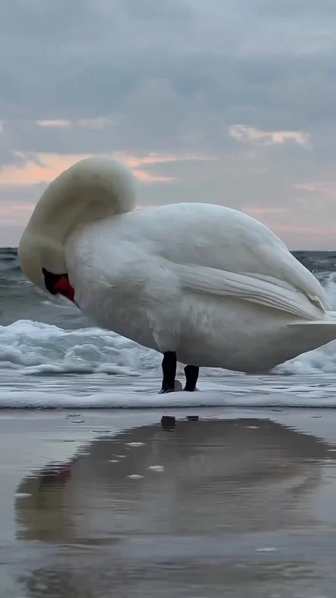 Swans swimming in the beach Stock Footage 327606074