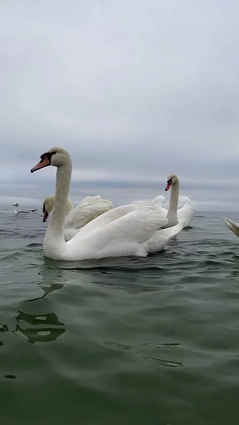 Swans swimming in the beach Stock Footage 327606193