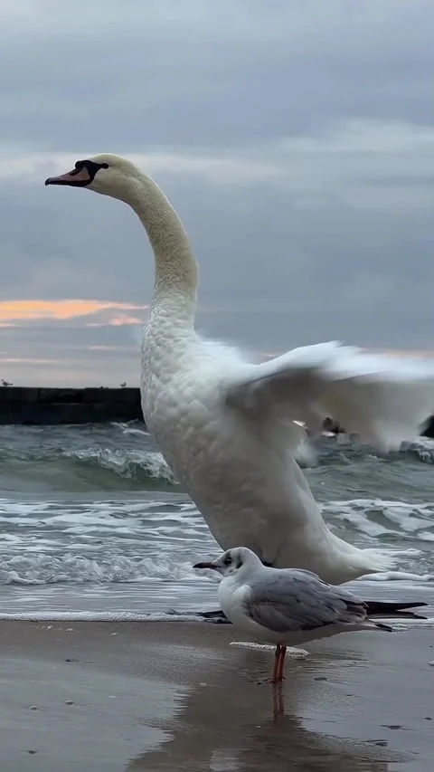 Swans swimming in the beach Video stock 327606237
