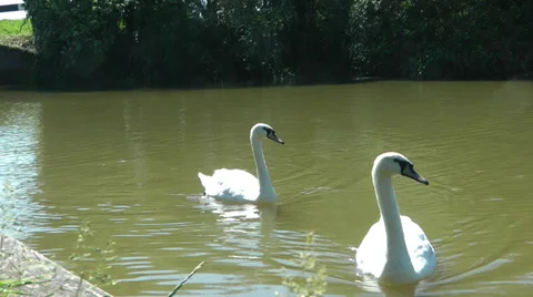 Swans swimming to camera Stock Footage 39197540