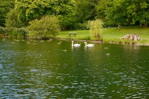 Swans Swimming with Ducks  Stock Photos