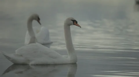 Swans swimming on a flat calm harbour 스톡 동영상 34293121