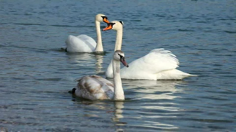 Swans swimming Stockbeeldmateriaal 444729