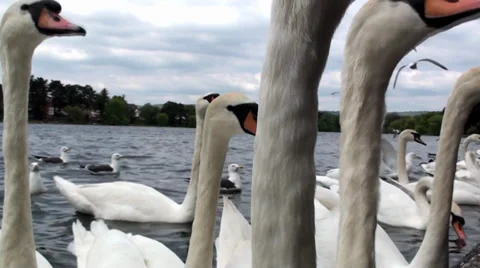 Swans Swimming Vidéo 32575215
