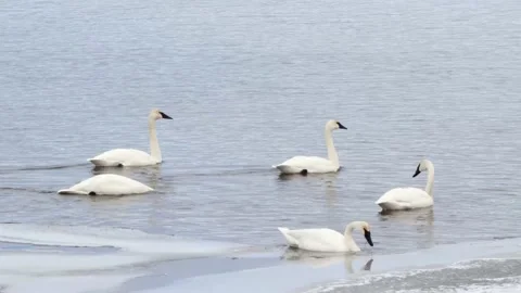 Swans Swimming Stock Footage 149161589