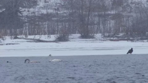 Swans Swimming &amp; Hawk Stock Footage 149161583