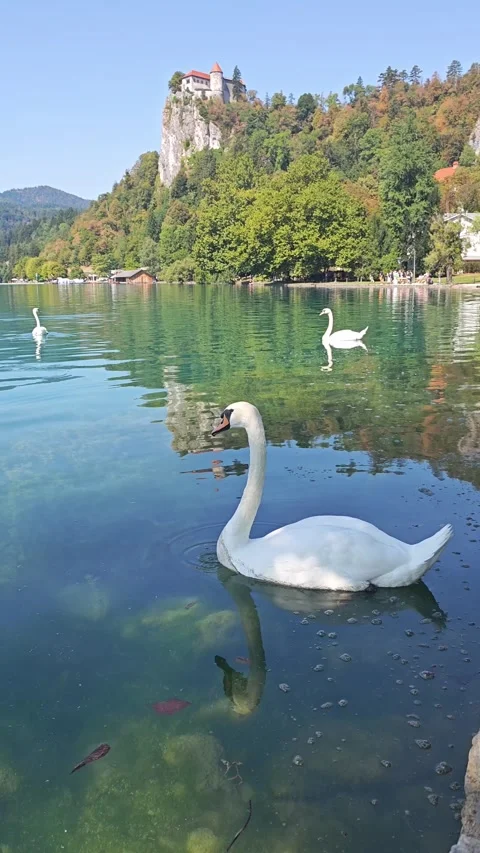 Swans Swimming on Lake Bled with Bled Castle, Slovenia Vídeos de archivo 345150652