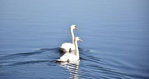 Swans swimming in a lake Stock Photos