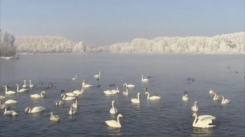 Swans swimming in the lake in the spring Stock Footage 73685397