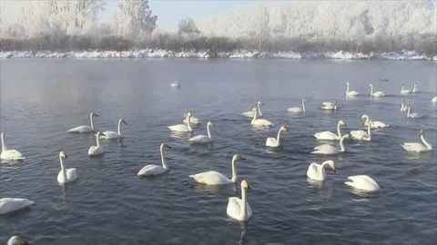 Swans swimming in the lake in the spring Stock Footage 73685430