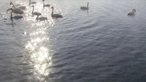 Swans swimming in the lake in the spring Stock Footage 73685440