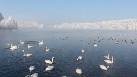Swans swimming in the lake in the spring Stock Footage 73685443