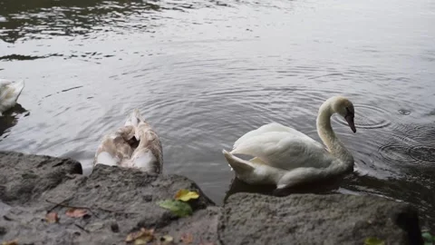 Swans swimming on a misty lake Stock Footage