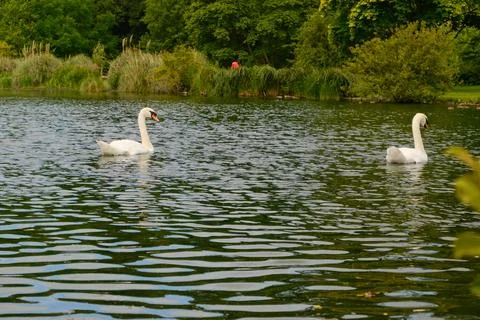 Swans Swimming  Stock Photos