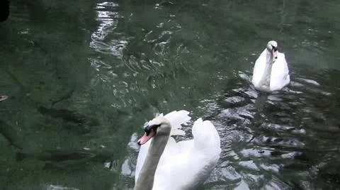 Swans swimming in a pond Stock Footage 12448667