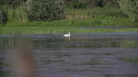 Swans swimming in pond Vidéo 87091735