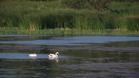 Swans swimming in pond 库存影片 87091773