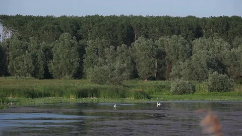 Swans swimming in pond Vidéo 87091872