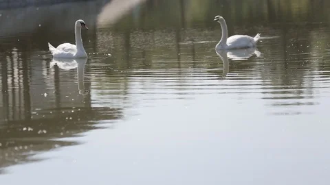 Swans swimming in pond Vidéo 87564585