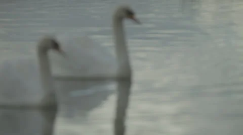 Swans swimming side by side 스톡 동영상 34294335