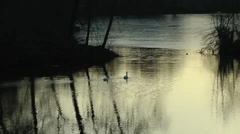 Swans swimming sunset Stock Footage 46371281