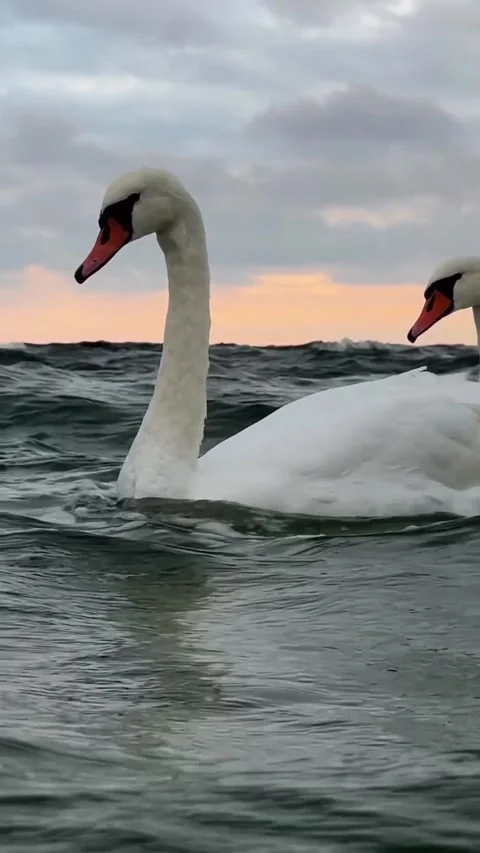 Swans swimming at sunset Stock Footage 327606076