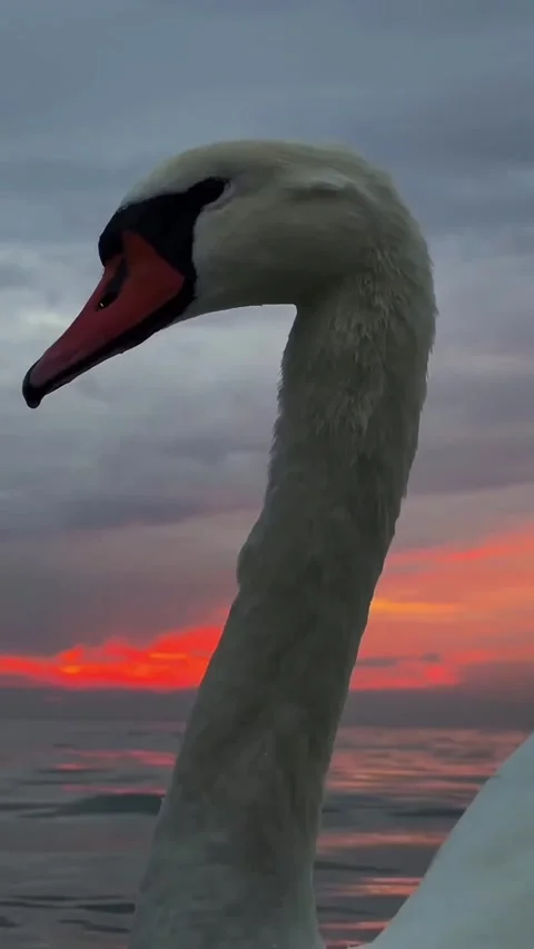 Swans swimming at sunset Stock Footage 327606258