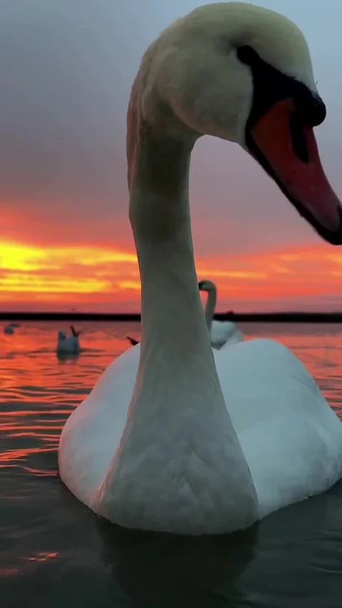 Swans swimming at sunset Stock Footage 327606261