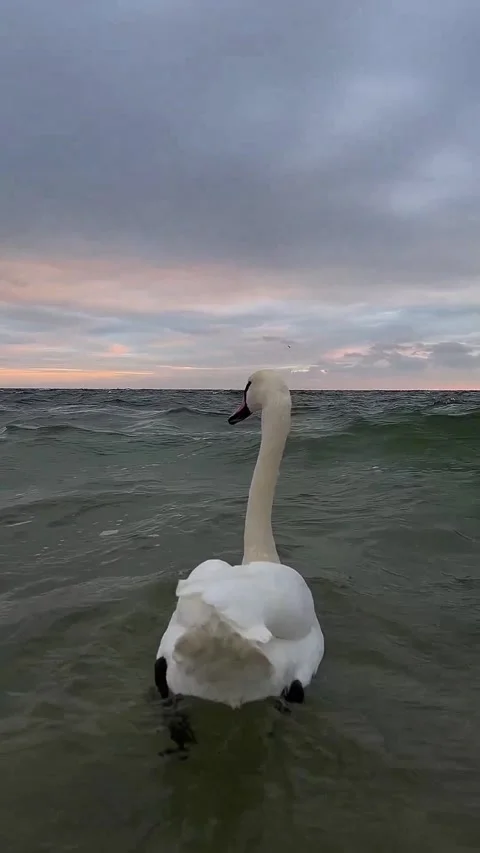 Swans swimming at sunset Stock Footage 327606317
