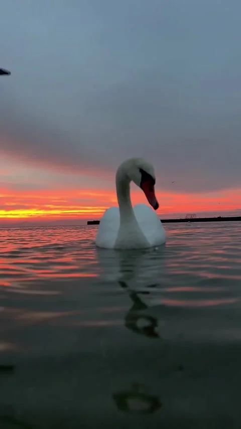 Swans swimming at sunset Stock Footage 327606456