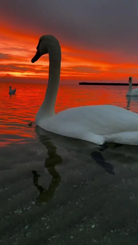 Swans swimming at sunset Stock Footage 327606464