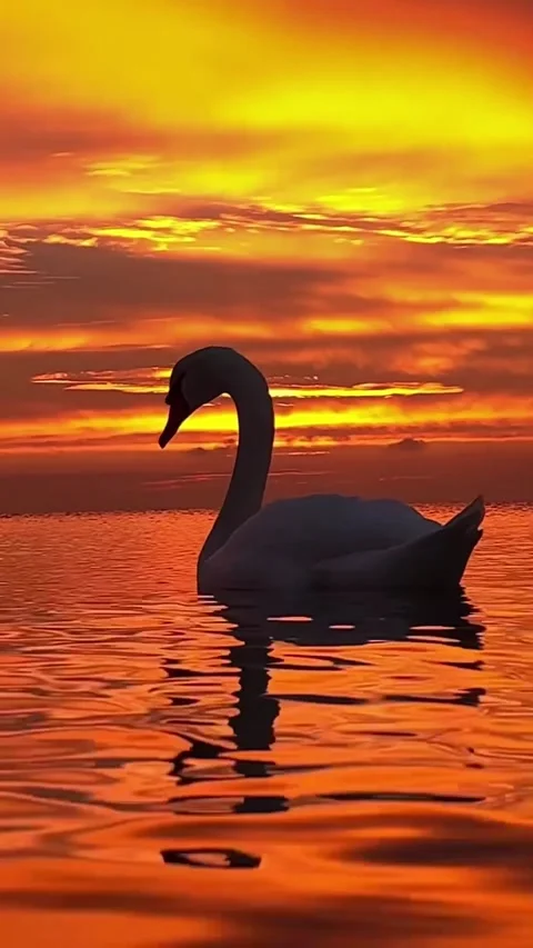 Swans swimming at sunset Stock Footage 327606495