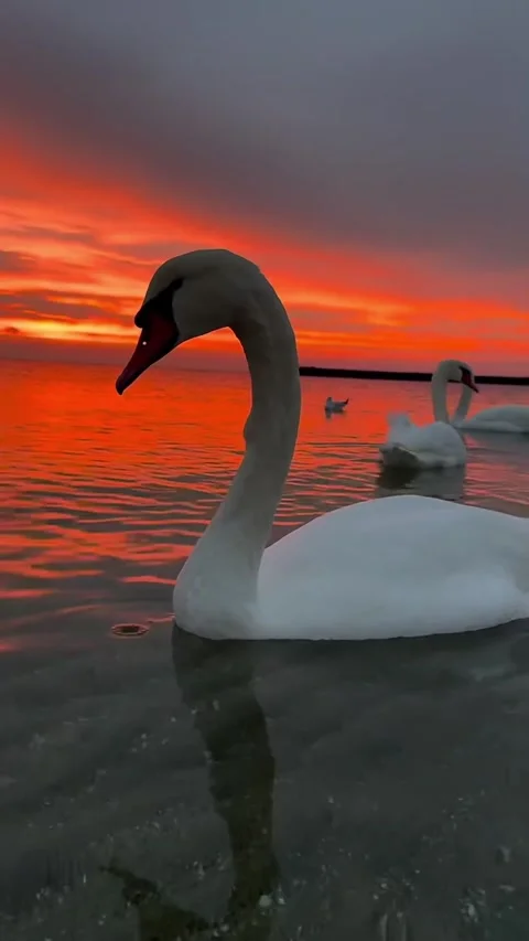 Swans swimming at sunset Stock Footage 327606500