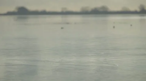 Swans swimming through shot 스톡 동영상 34294680