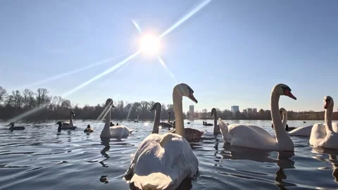 Swans swimming toward camera on a bright sunny lake Video stock 322679955