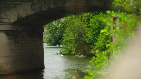 Swans swimming under a bridge, Yonne River, Sens, France Vídeo Stock 339201453