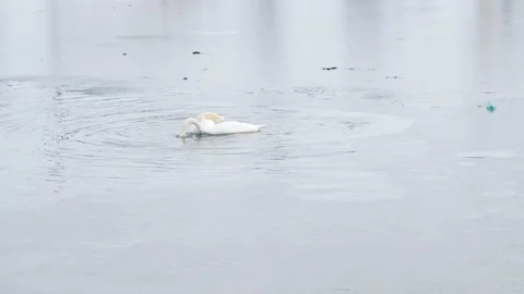 Swans swing on the lake Stock Footage 137174862