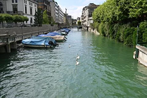 Swans in Swiss Stock Photos