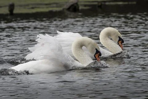 Swans Synchronized Swimming Foto stock