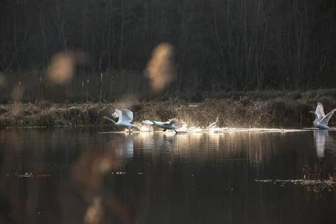 Swans take off Stock Photos