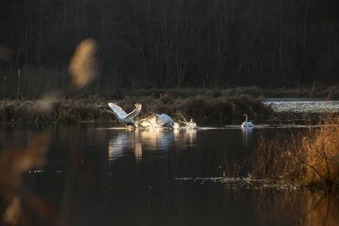 Swans take off Stock Photos