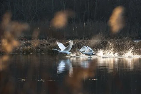 Swans take off Stock Photos