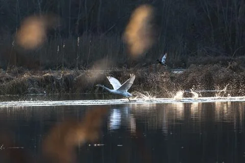 Swans take off Foto stock